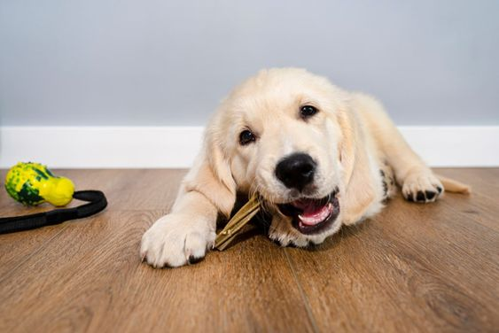 A dog lying on the floor and playing with a toy