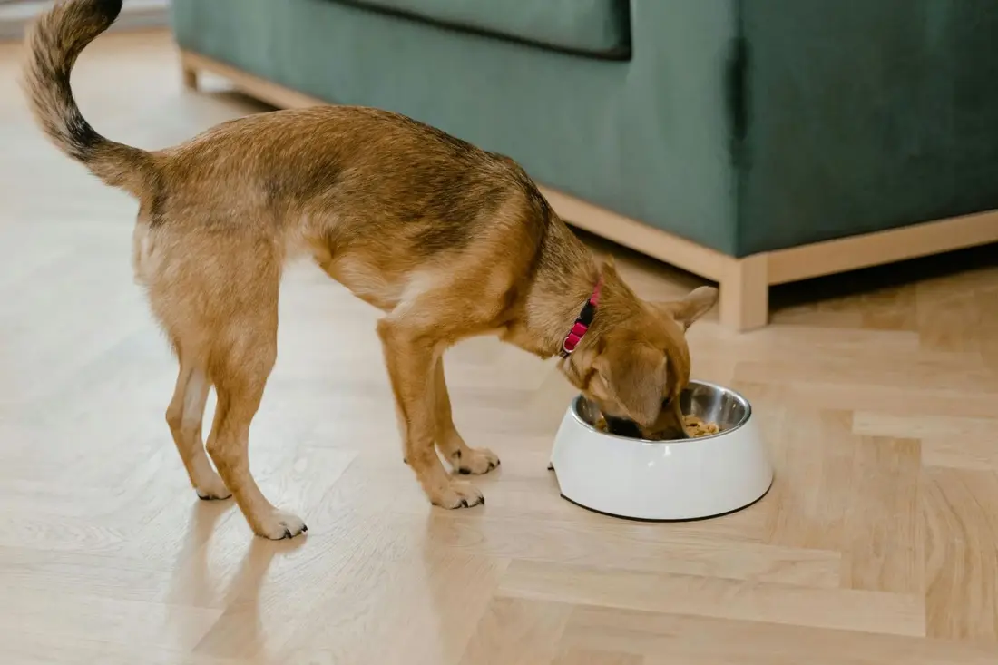 a dog walking on eating from his bowl on top of laminate flooring in a Collegville home 